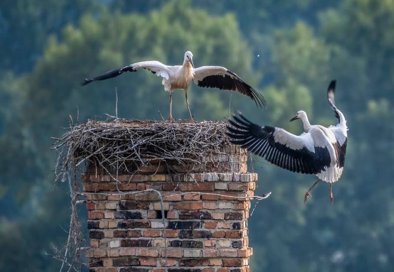 Professional Chimney Animal Removal Services in Adelphi, Maryland