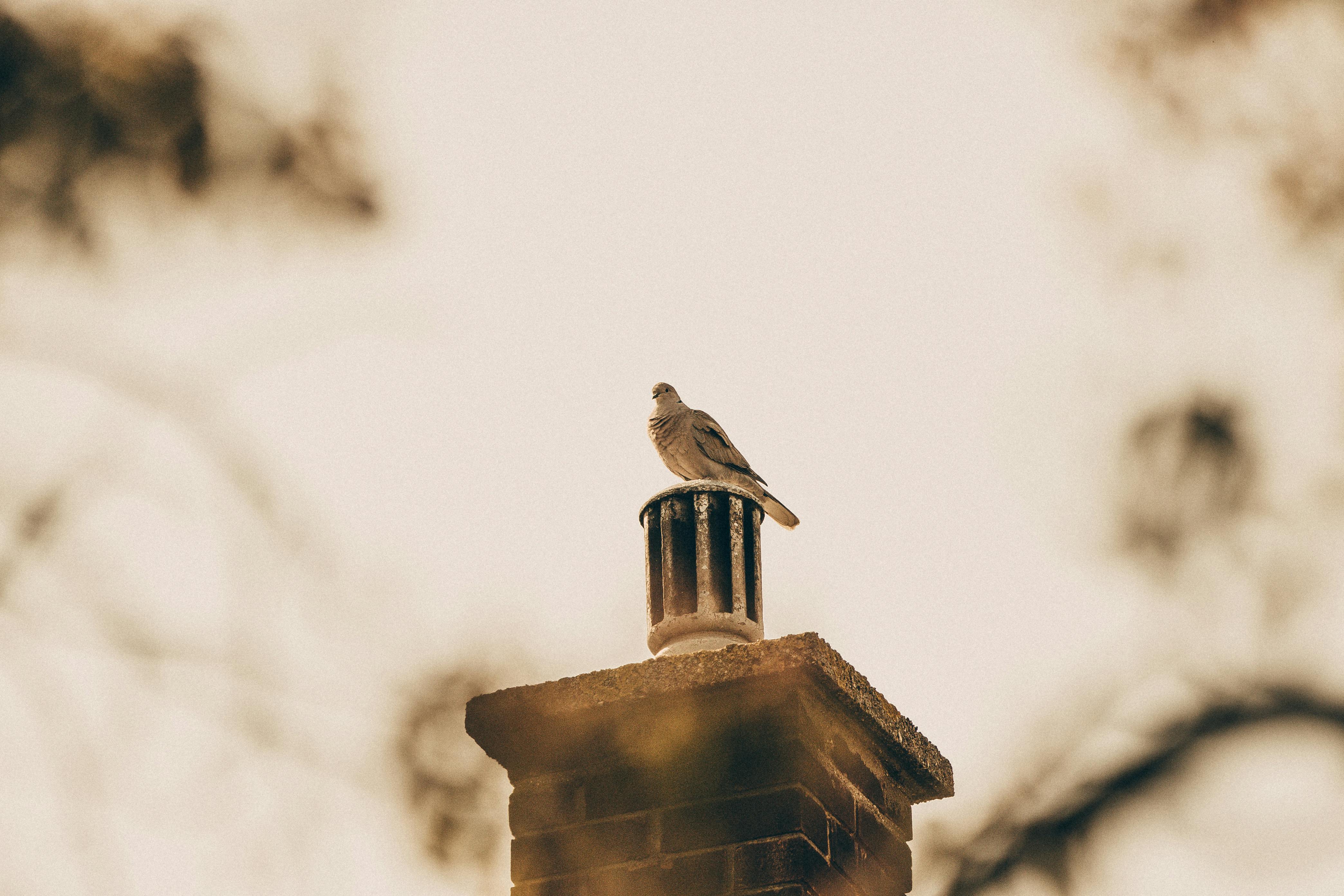 Quality Chimney Caps and Dampers Installation in Adelphi, MD Professional Chimney Cap and Damper In Adelphi Maryland